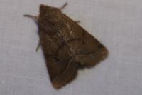 Orthosia cerasi