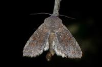 Orthosia incerta