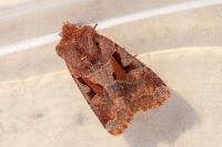 Orthosia gothica
