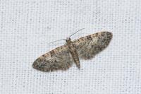 Eupithecia dodoneata