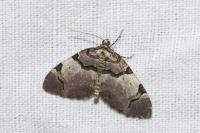 Anticlea derivata