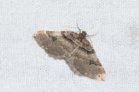 Earophila badiata