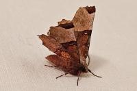 Selenia lunularia
