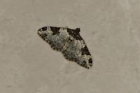 Xanthorhoe fluctuata
