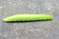 Pararge aegeria