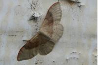 Idaea degeneraria
