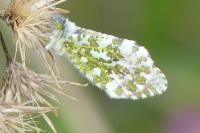Anthocharis cardamines