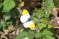 Anthocharis cardamines