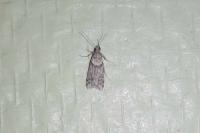 Eudonia angustea