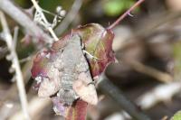 Macroglossum stellatarum