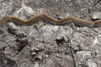 Thaumetopoea pityocampa
