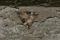 Hypena obsitalis