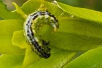 Cydalima perspectalis