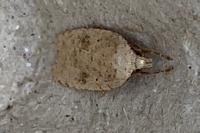 Agonopterix assimilella