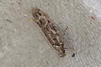 Psoricoptera gibbosella