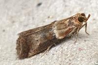 Acrobasis tumidana