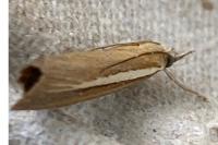 Agriphila selasella