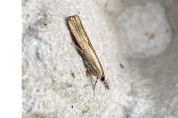 Agriphila geniculea