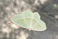 Campaea margaritaria