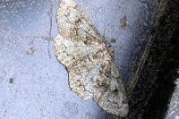 Cleorodes lichenaria