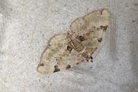 Colostygia pectinataria