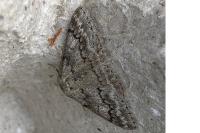 Pseudoterpna coronillaria