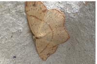 Cyclophora punctaria