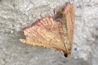 Endotricha flammealis