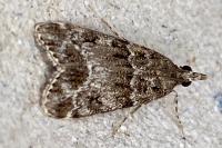 Eudonia mercurella