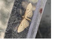 Eupithecia