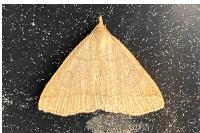 Herminia tarsipennalis