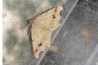 Macaria alternata