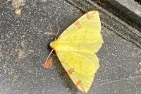 Opisthograptis luteolata