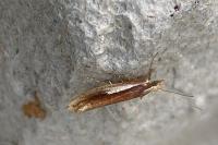 Ypsolopha parenthesella