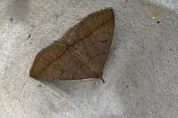 Zanclognatha lunalis