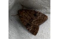Amphipyra berbera