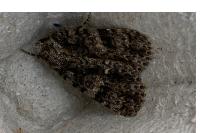 Acronicta rumicis