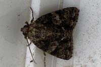 Acronicta rumicis