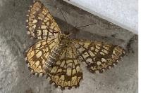 Chiasmia clathrata