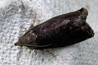 Cydia splendana