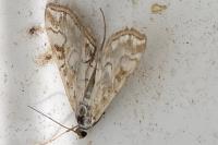 Elophila nymphaeata