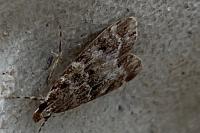 Eudonia mercurella