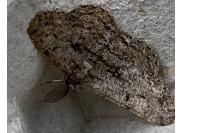 Hypomecis roboraria