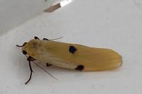 Lithosia quadra