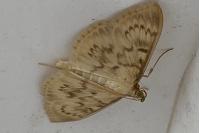 Patania ruralis