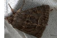 Thalpophila matura