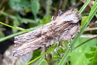 Egira conspicillaris