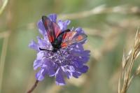 Zygaena loti