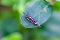 Esperia sulphurella