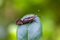 Esperia sulphurella